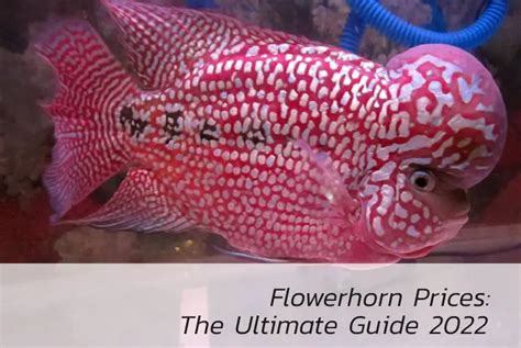 Flowerhorn Prices: The Ultimate Guide 2022 .